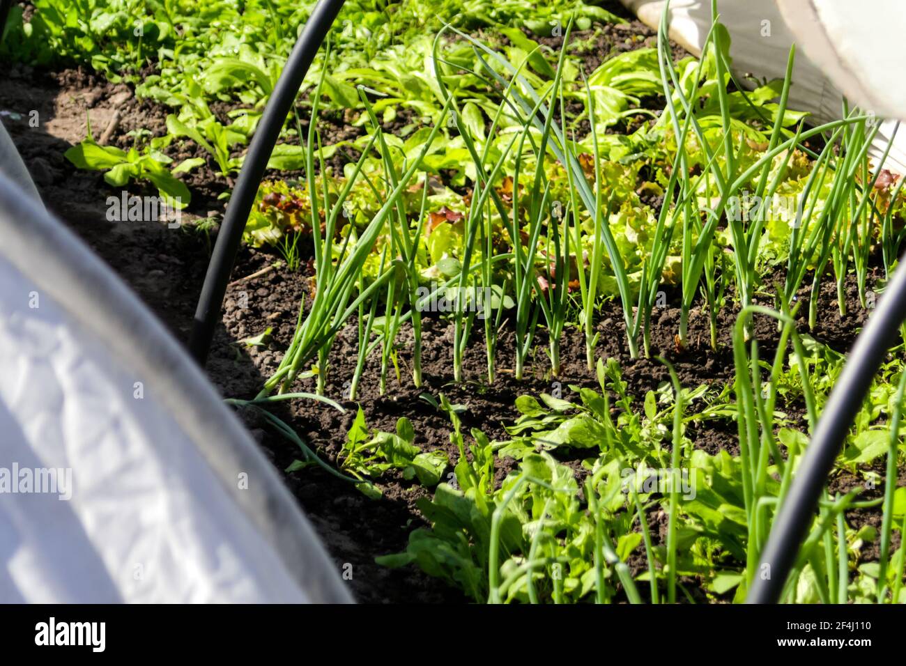 Defocalizzare l'orto. Cipolla, porro, aragula, spinaci, insalata, lattuga. Verdi, verde in casa ad arco solare. Agricoltura biologica, piantine che crescono in Foto Stock