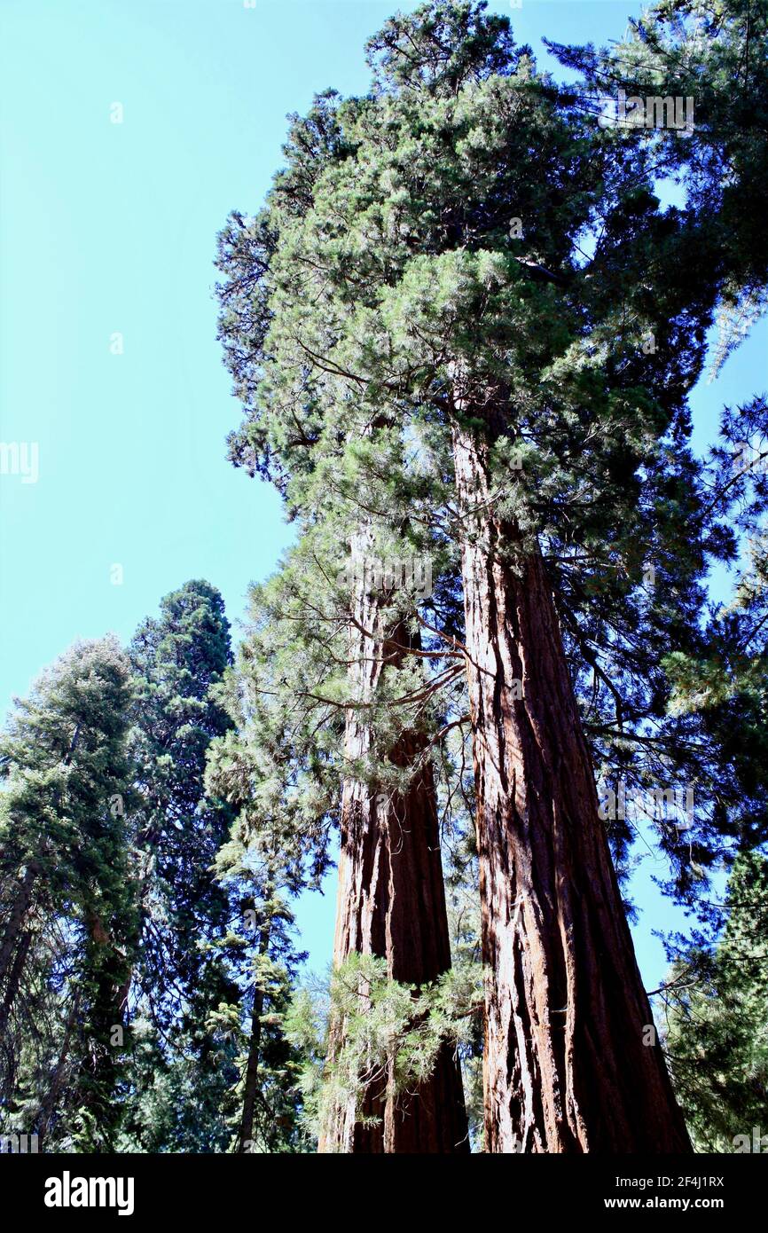 Giganteschi alberi di sequoia della California, Giant Redwood Tree Sequoia National Park Foto Stock