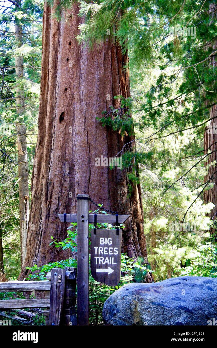 Redwood Tree gigante, Sequoia National Park, California Foto Stock