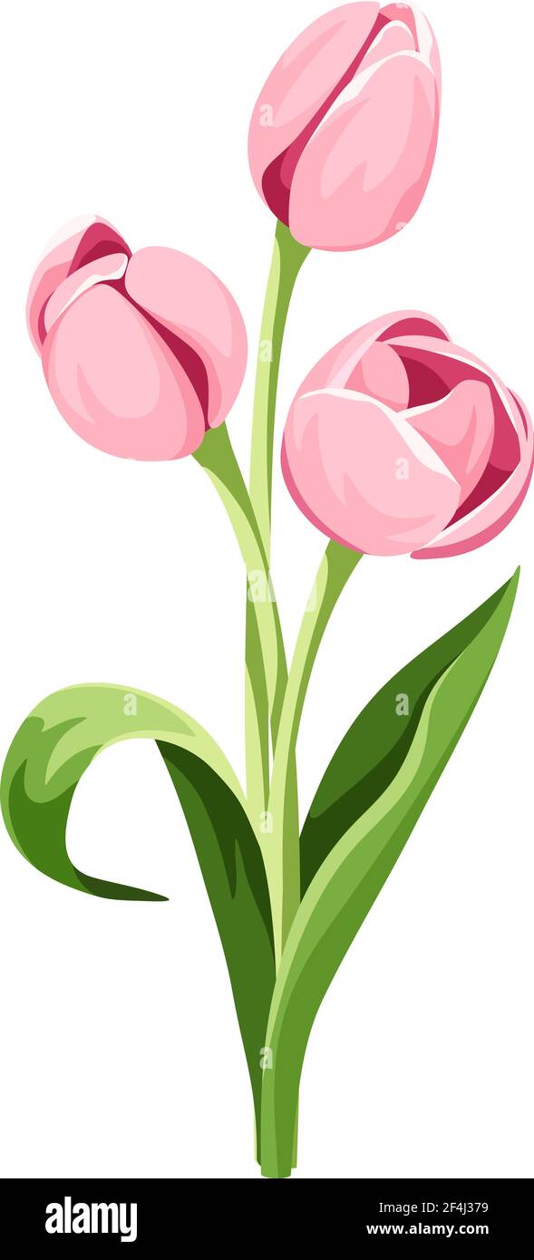 Bouquet vettoriale di tre fiori di tulipano rosa isolati su sfondo bianco. Illustrazione Vettoriale