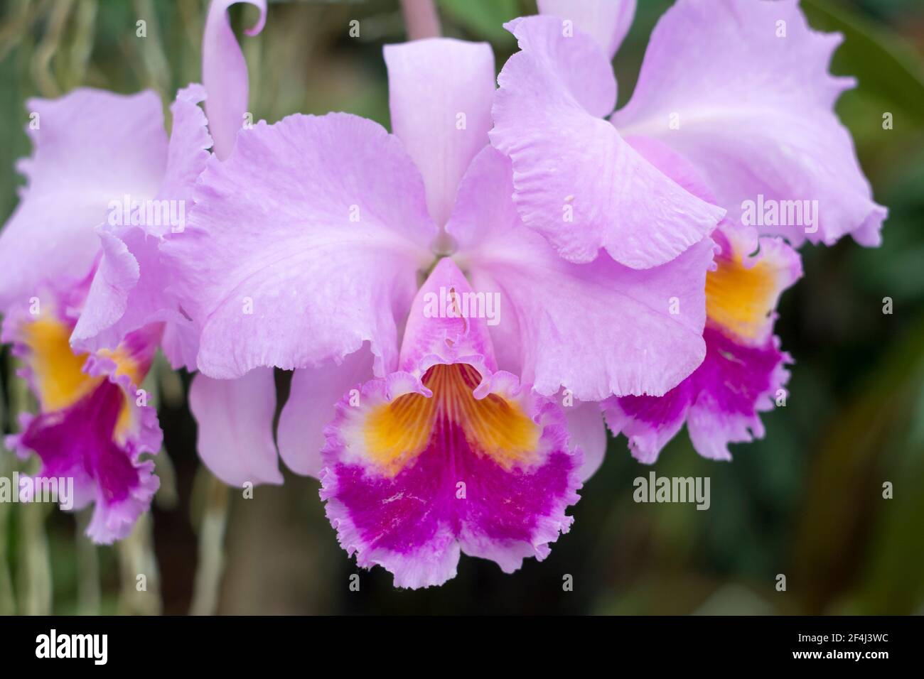 Orchidea ibrida Cattleya viola e gialla Foto Stock