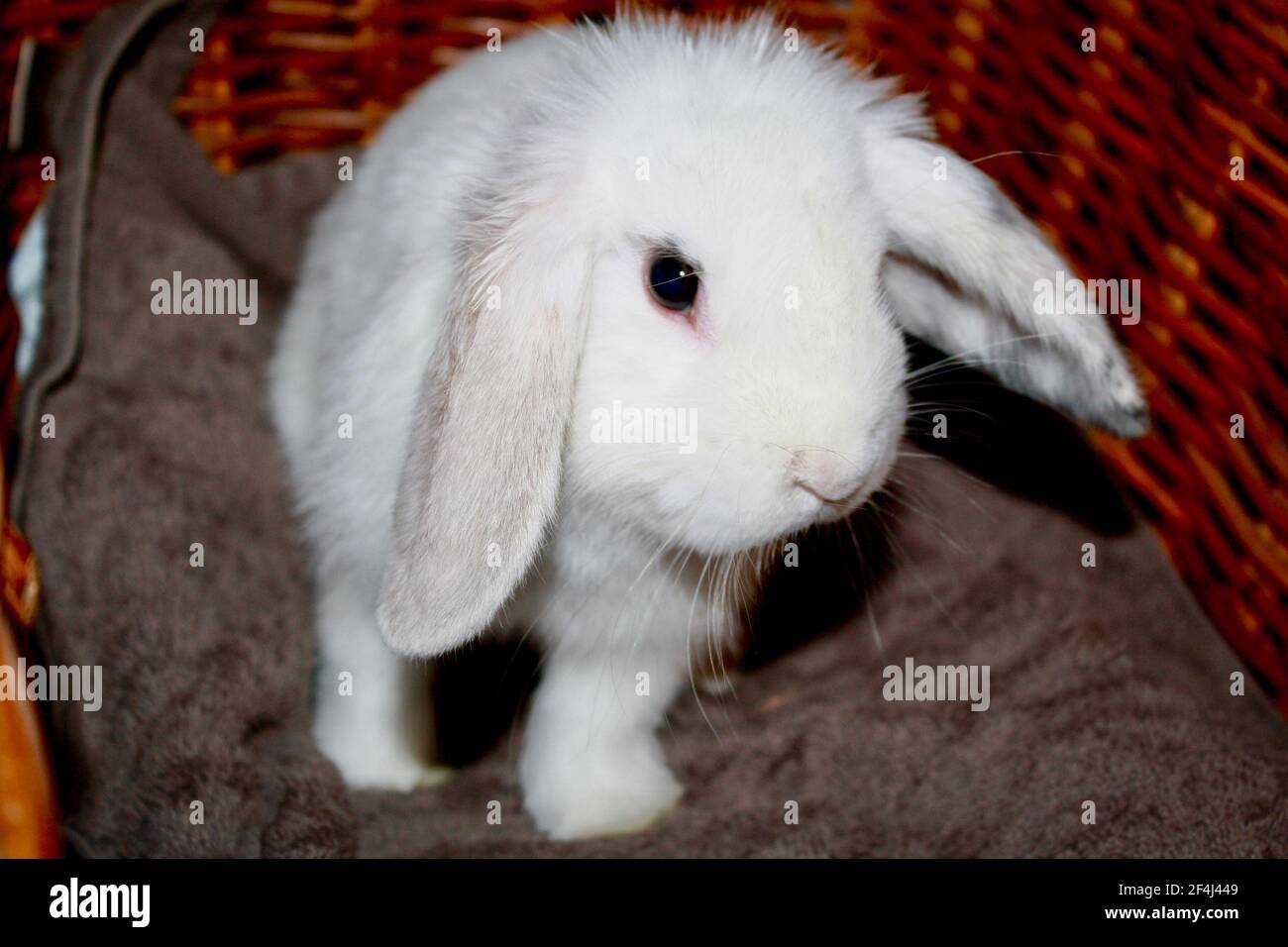 Baby femmina Harlequin e White Holland Lop coniglio seduta Nel cestino di vimini Oryctolagus cuniculus Foto Stock