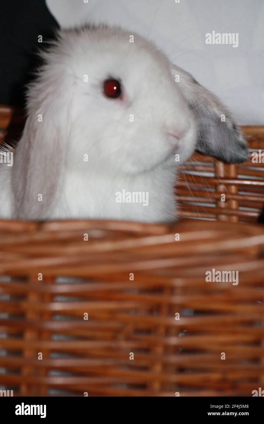 Baby femmina Harlequin e White Holland Lop coniglio seduta Nel cestino di vimini Oryctolagus cuniculus Foto Stock