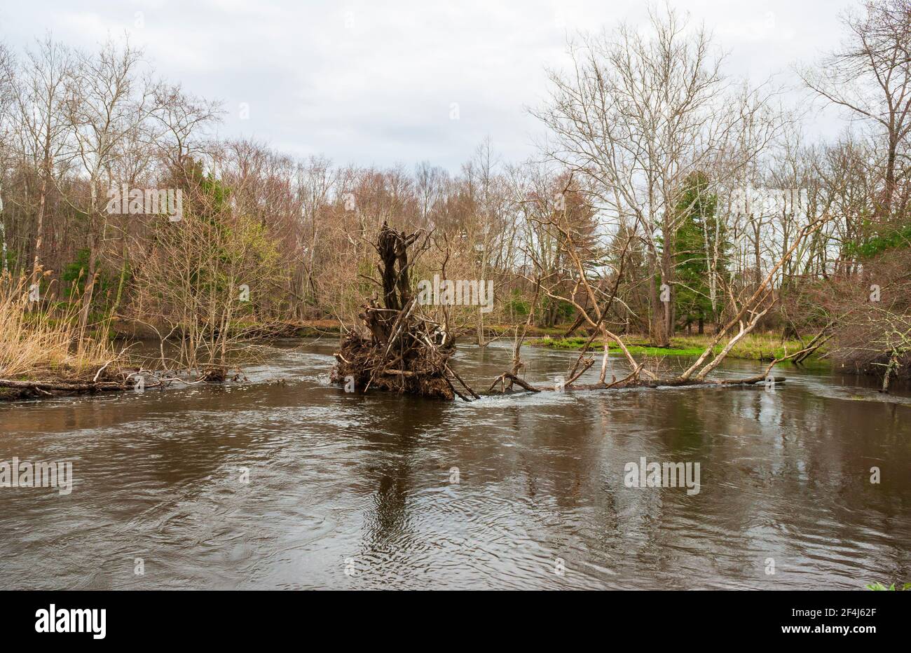 Alberi abbattuti dal vento che bloccano il flusso del fiume Blackstone, presso il Blackstone River and Canal Heritage State Park, a Uxbridge, Massachusetts, USA Foto Stock