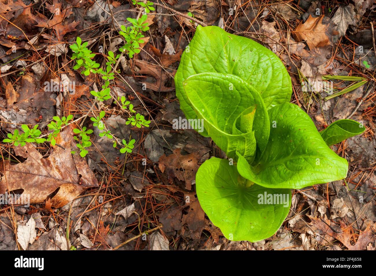 Crescita primaverile del cavolo orientale (Symplocarpus foetidus) e un ramoscello giapponese di frutti di bosco. Blackstone River e Canal Heritage State Park, Massachusetts Foto Stock