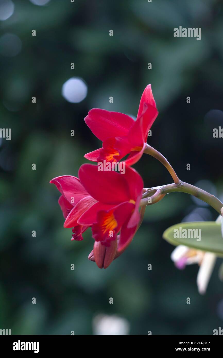 Red Cattleya laelinea orchidee ibride in molto stretta profondità di campo foto Foto Stock