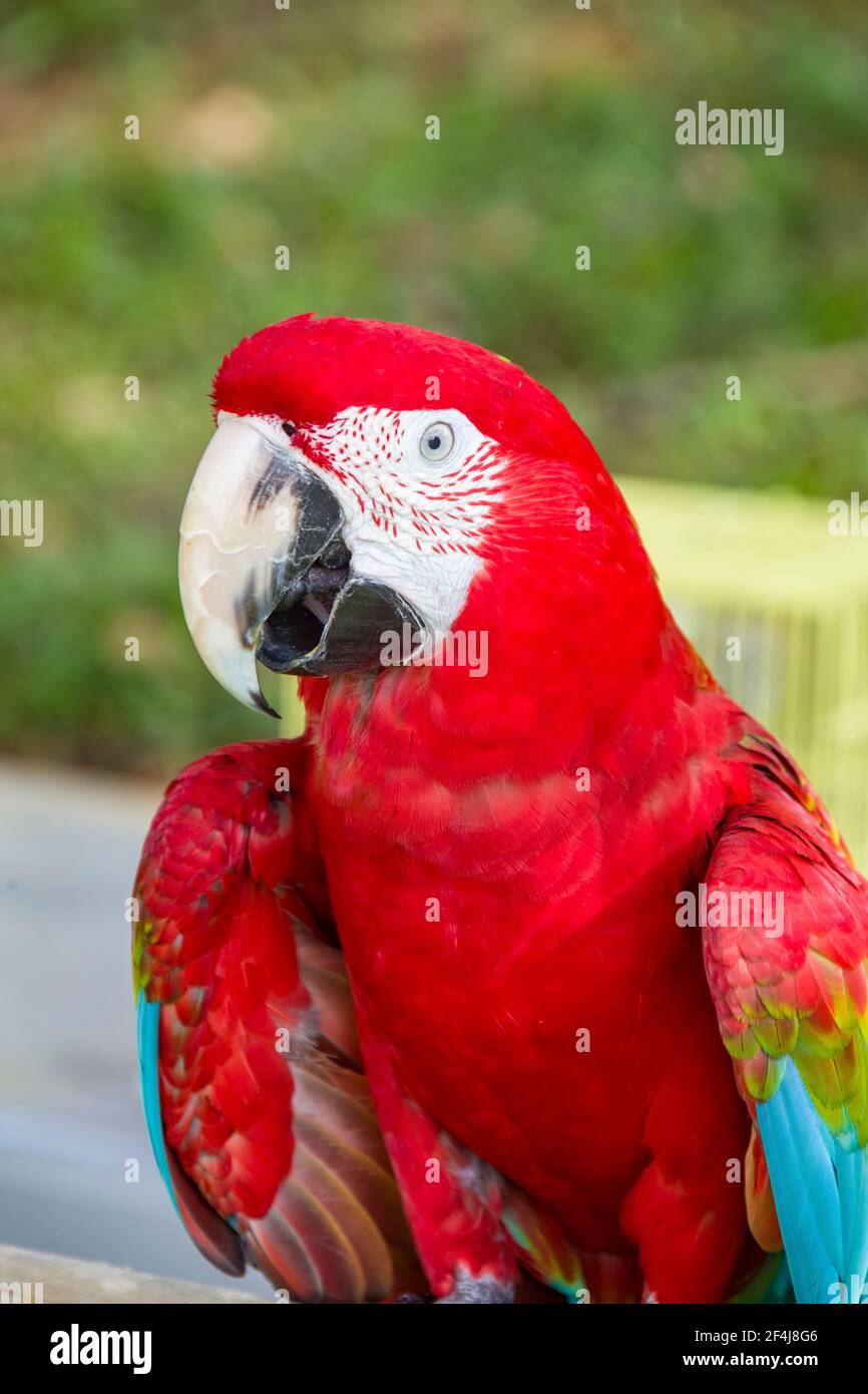 Il macaw rosso e verde (Ara chloropterus) è il più grande del genere Ara, diffuso nelle foreste e nei boschi del Sud America. Foto Stock