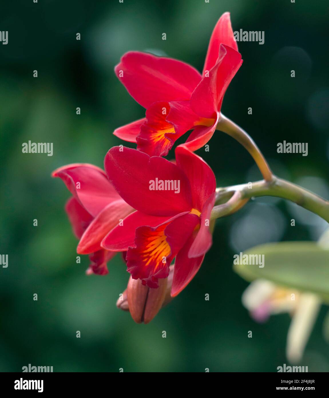 Red Cattleya laelinea orchidee ibride in molto stretta profondità di campo foto Foto Stock