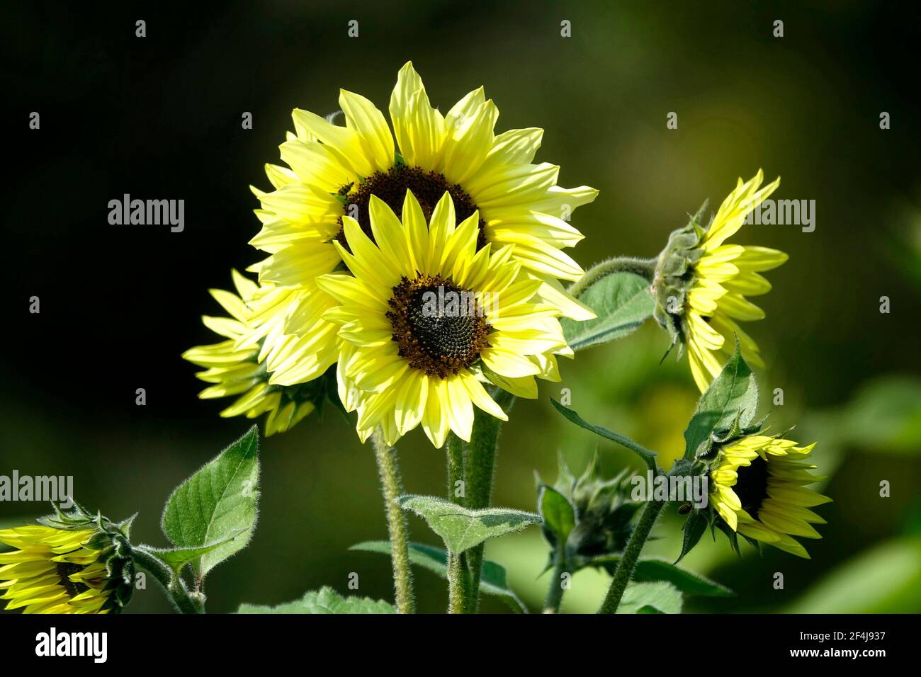 Girasoli con petali pastello gialli luminosi Foto Stock