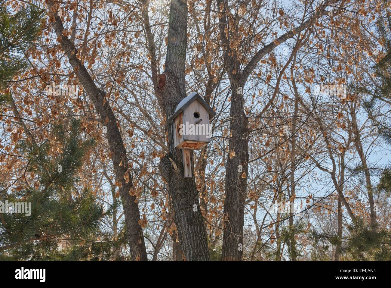 casa di uccelli appesa su un albero senza foglie Foto Stock