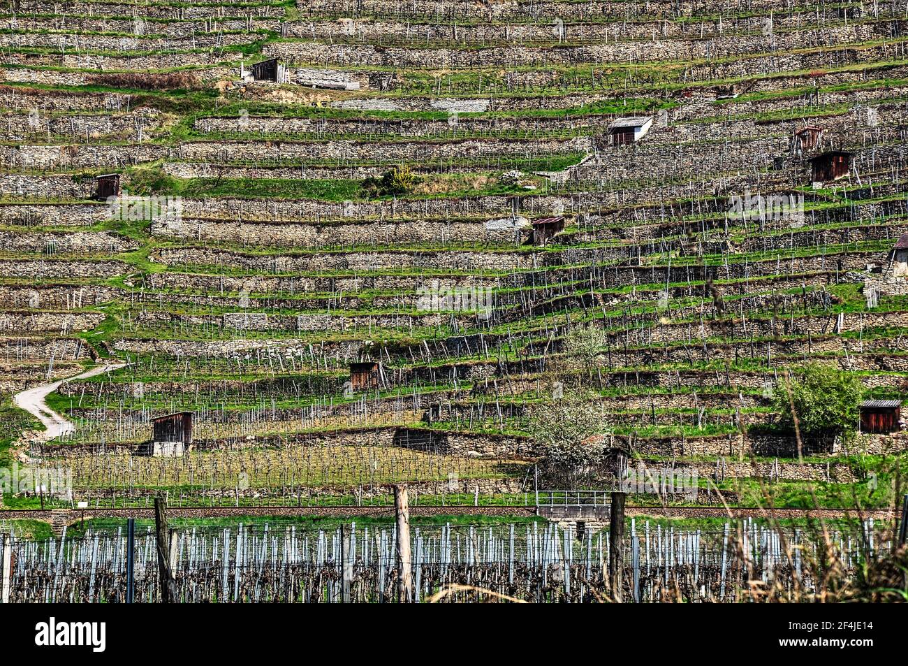 I famosi vigneti terrazzati nella valle di Wachau lungo il Danubio, Austria Foto Stock