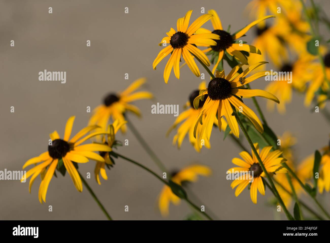 zinnie fiori gialli su steli lunghi su un marrone chiaro sfondo sfocato Foto Stock