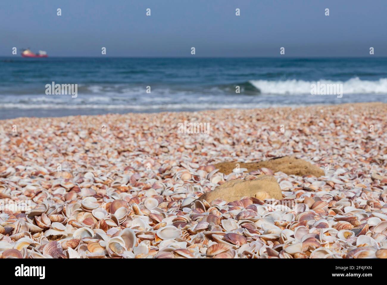 La superficie della spiaggia mediterranea è coperta di conchiglie. Mare, onde, nave Foto Stock