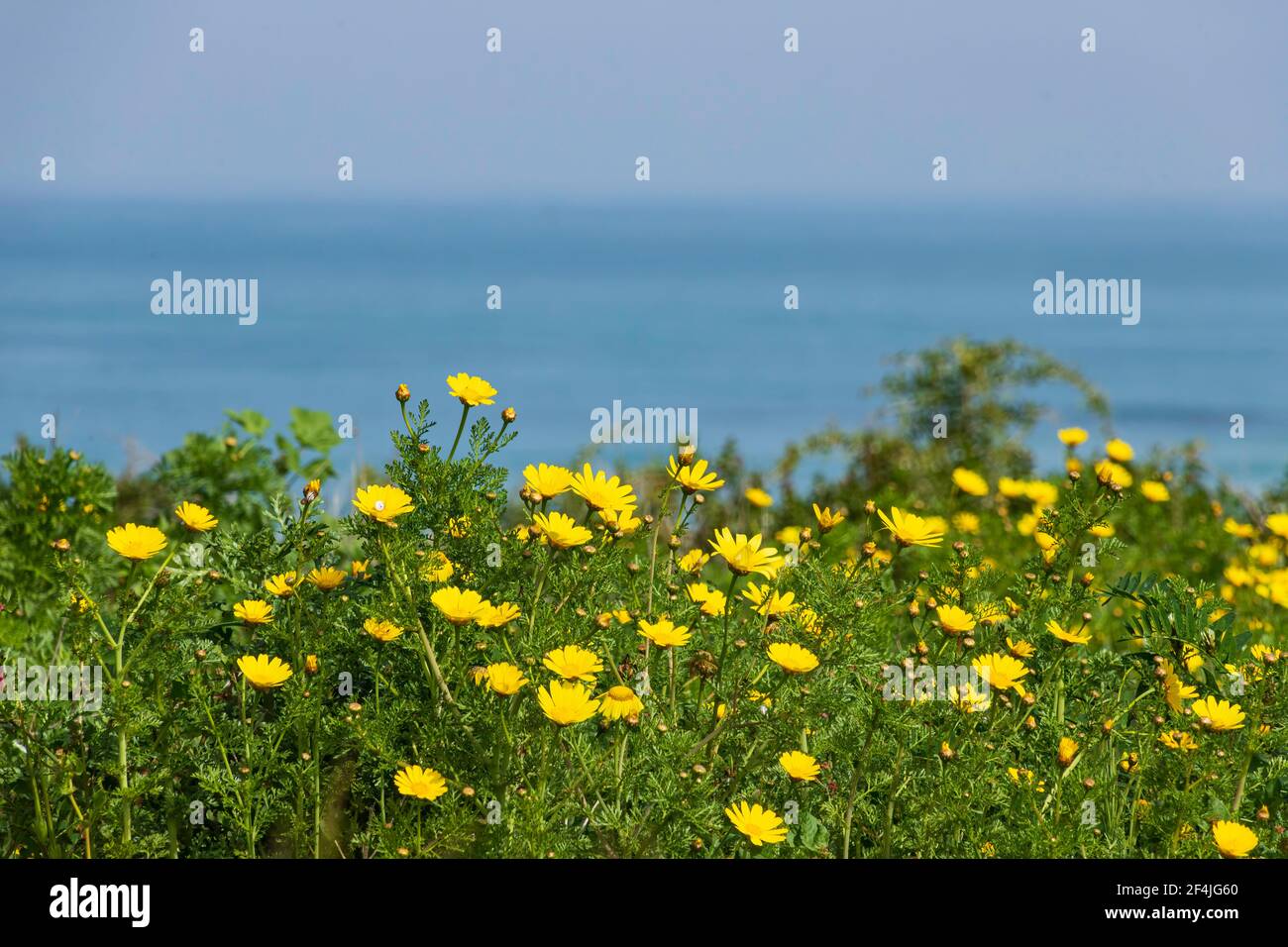 Dune coperte di erba verde e fiori gialli contro il sfondo del mare e del cielo Foto Stock