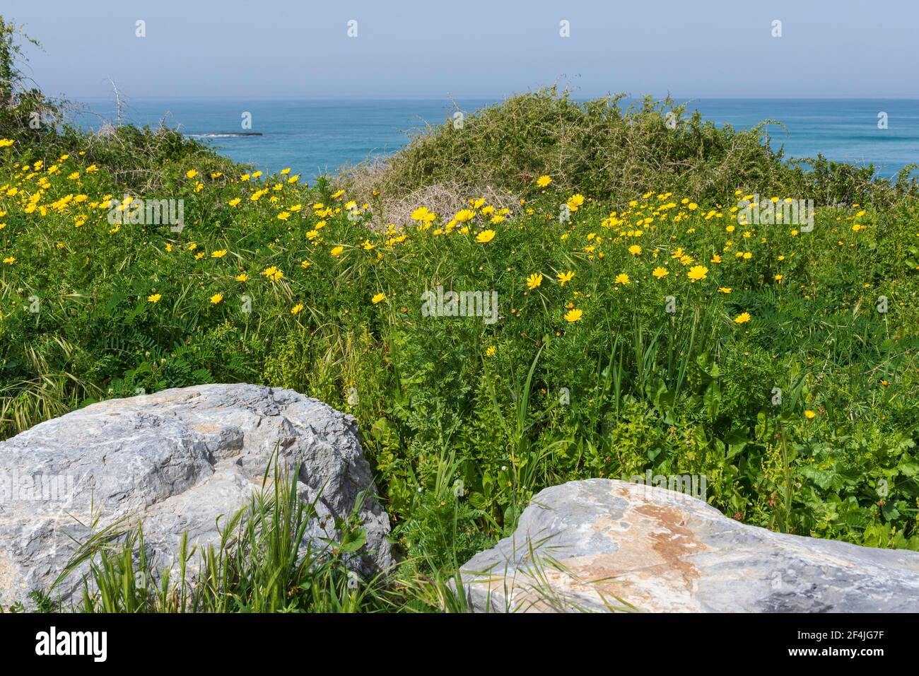 Dune coperte di erba verde e fiori gialli contro il sfondo del mare e del cielo Foto Stock