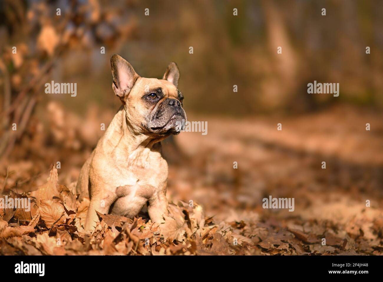 Fawn francese Bulldog cane seduto in foresta con autunno arancione foglie Foto Stock