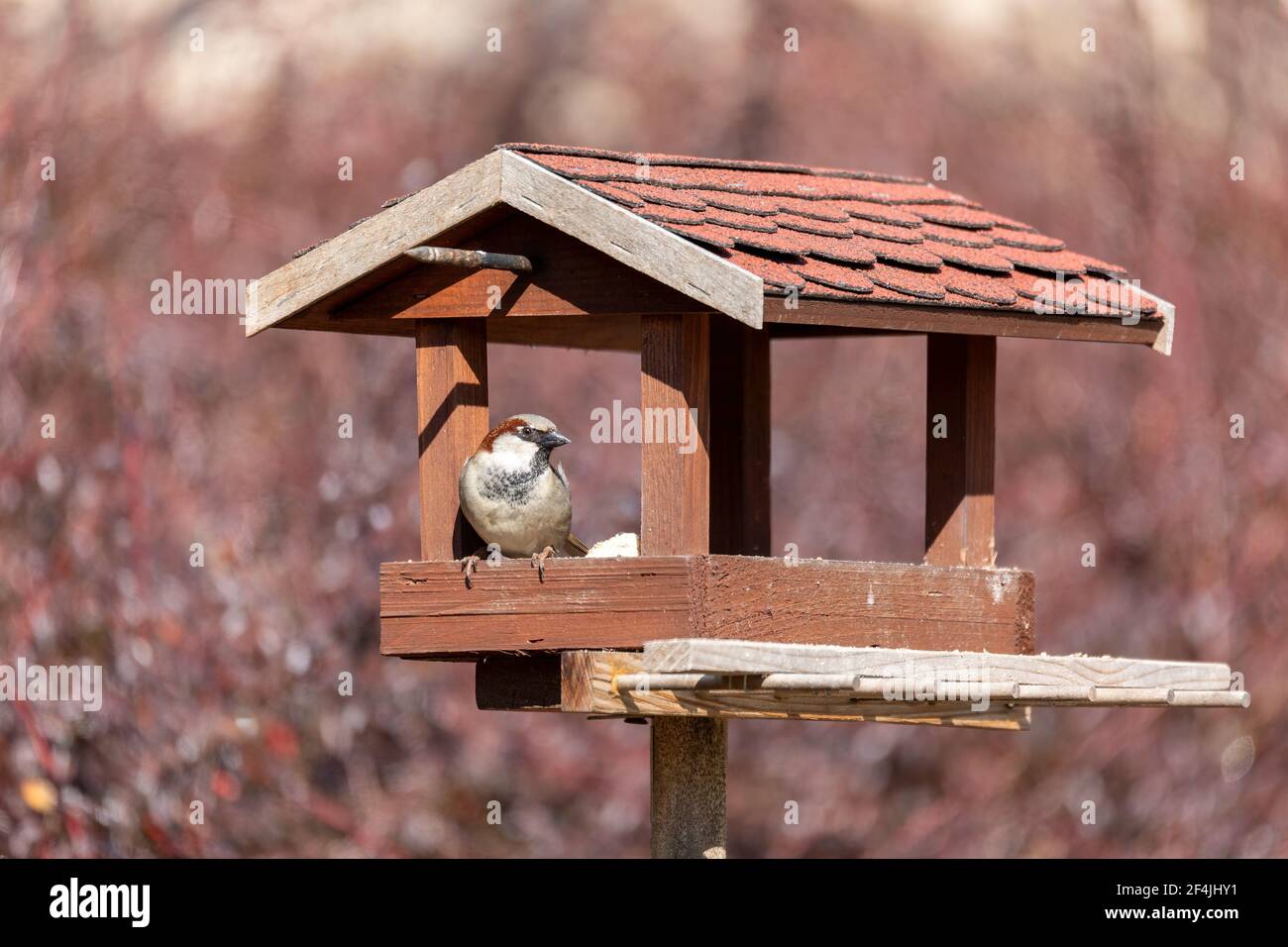 Maschio di passera casa, Passer domesticus, alimentazione in semplice casa avifauna in legno, casa di uccelli installato sul giardino d'inverno in giornata di sole Foto Stock