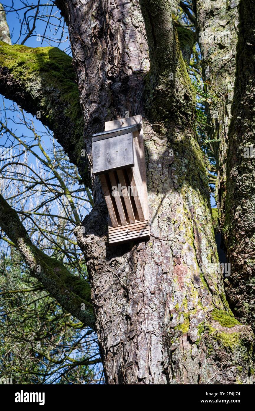 Casa di legno Bat attaccato ad un albero in Irlanda Foto Stock