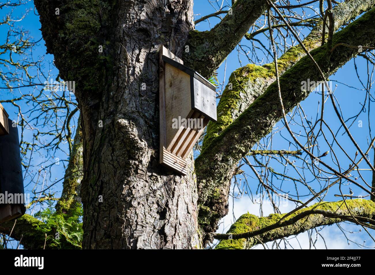 Casa di legno Bat attaccato ad un albero in Irlanda Foto Stock