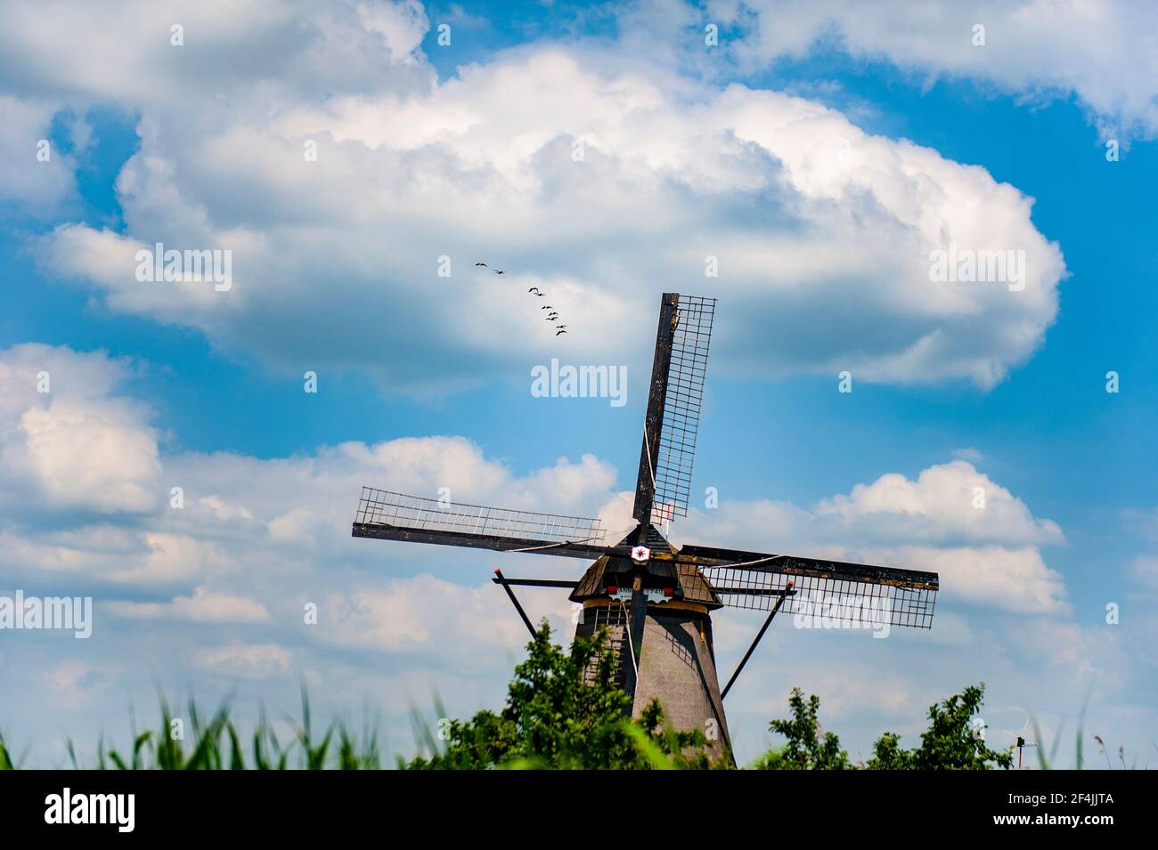 Gregge di anatre che volano sopra un mulino a vento tradizionale olandese a Kinderdijk, Paesi Bassi Foto Stock