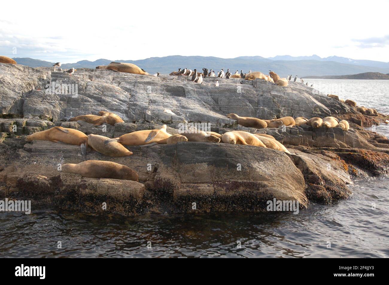 Un gruppo di foche da pelliccia a Ushuaa alle estremità della terra. Argentina. Ampio angolo di visione, fotografia reale della fauna selvatica. Foto Stock