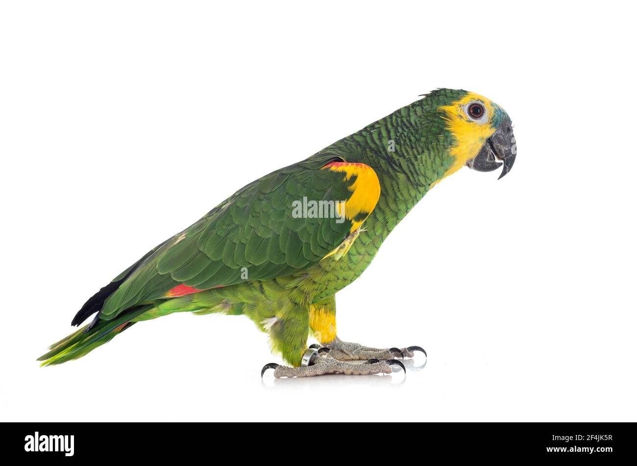 amazzonia turchese di fronte a sfondo bianco Foto Stock