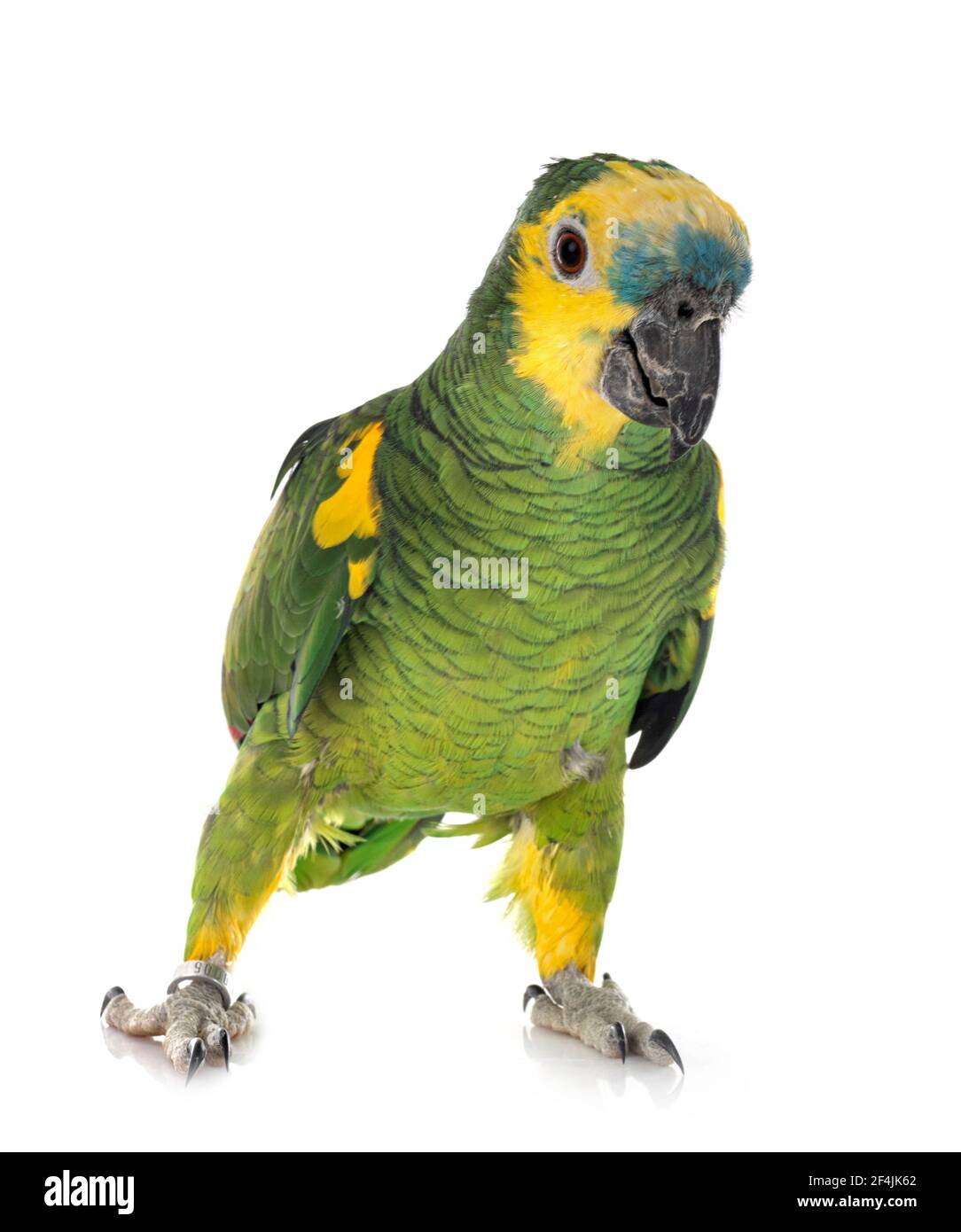 amazzonia turchese di fronte a sfondo bianco Foto Stock