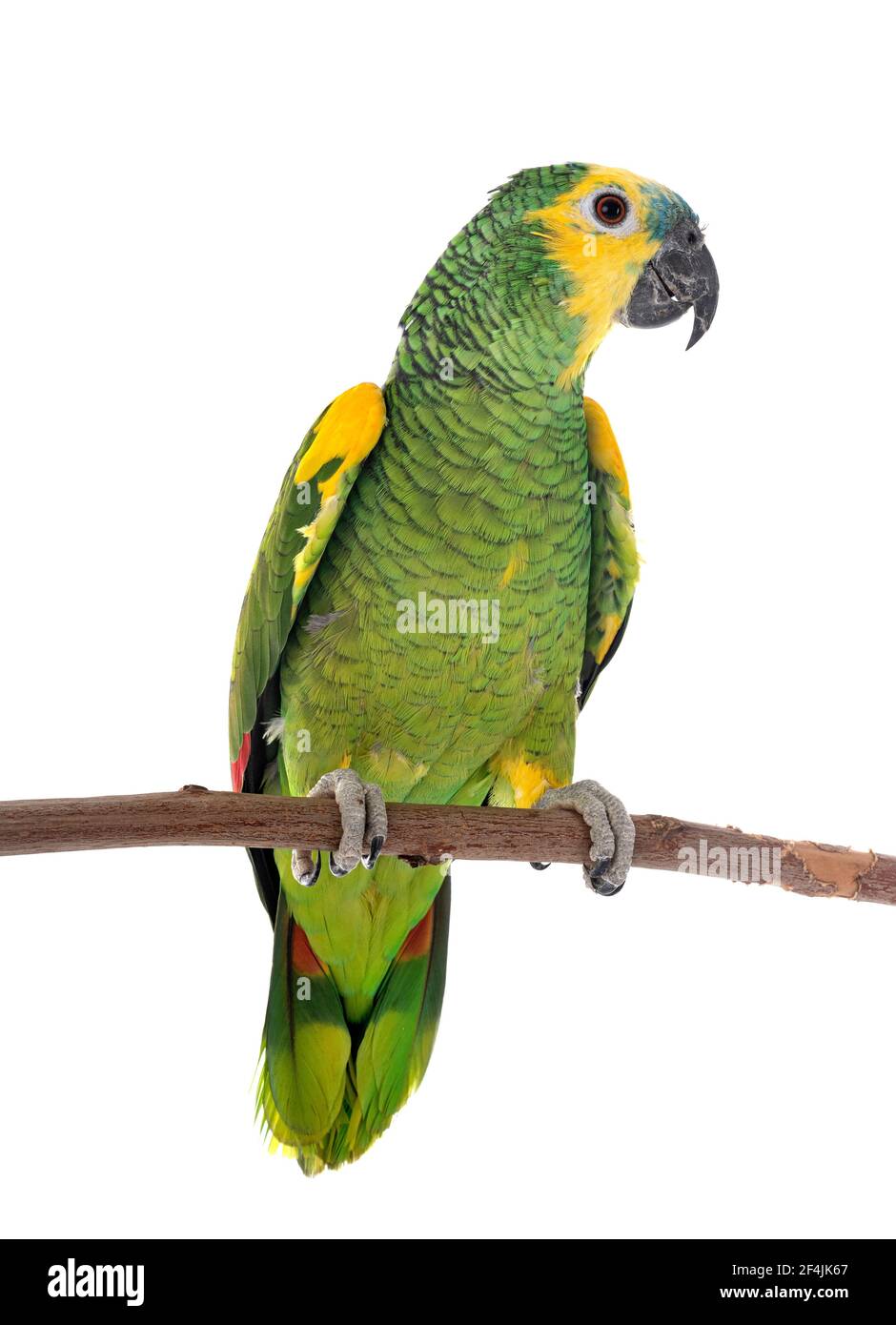 amazzonia turchese di fronte a sfondo bianco Foto Stock