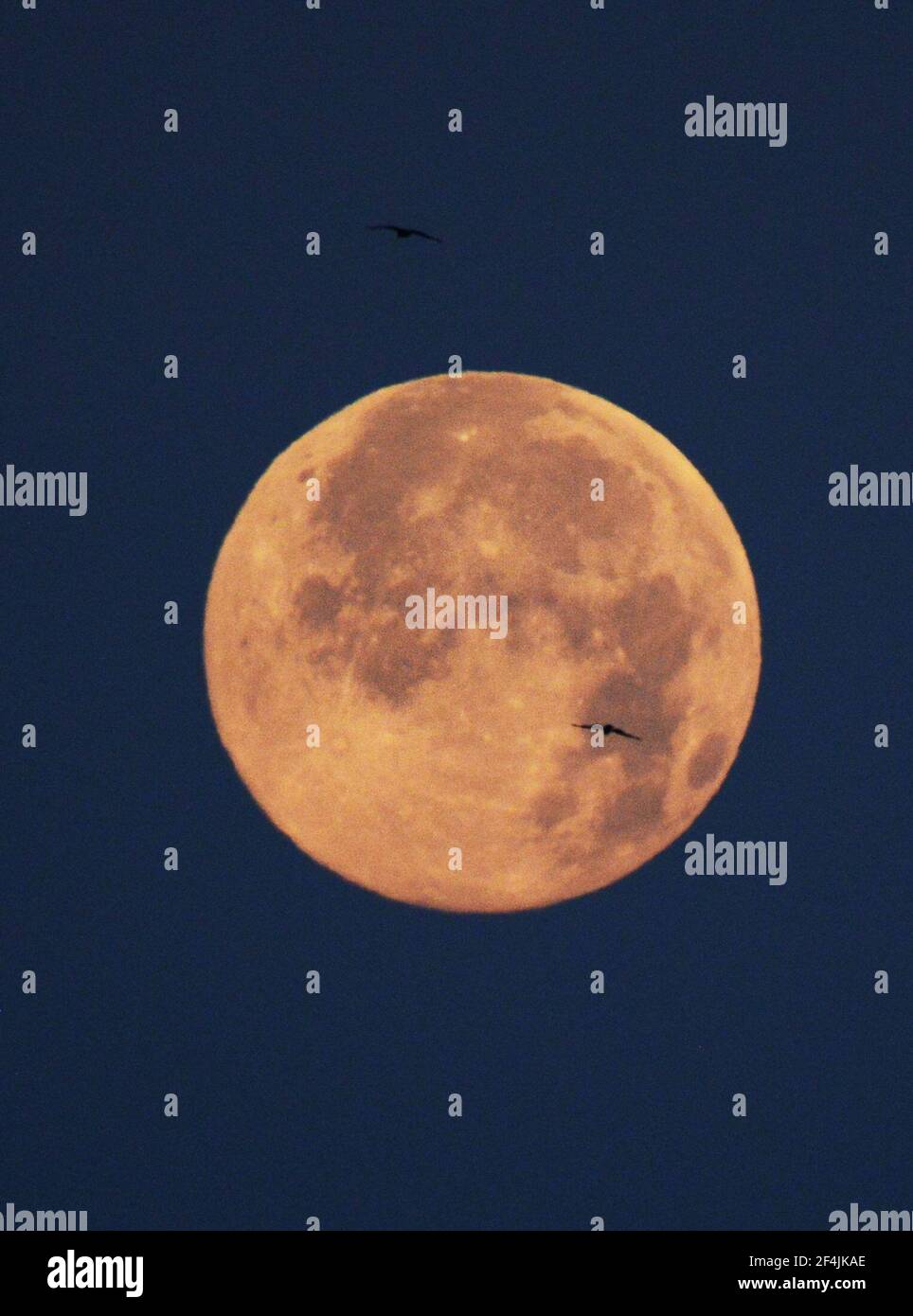 Black Kites che vola contro una luna piena. Foto Stock