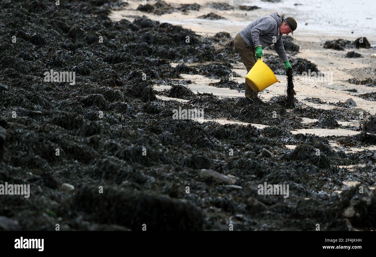 File foto datata 24/2/2019 di un uomo che raccoglie le alghe marine nella baia di Dublino durante la bassa marea. I gruppi di conservazione hanno accolto con favore una nuova guida per contribuire allo sviluppo del 'eccitante' settore agricolo delle alghe marine della Scozia. Data di emissione: Lunedì 22 marzo 2021. Foto Stock