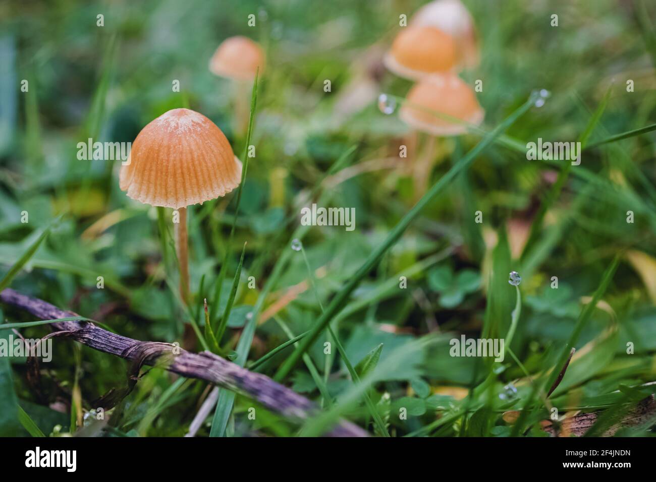 Primo piano di piccoli funghi selvatici in erba verde. Foto Stock