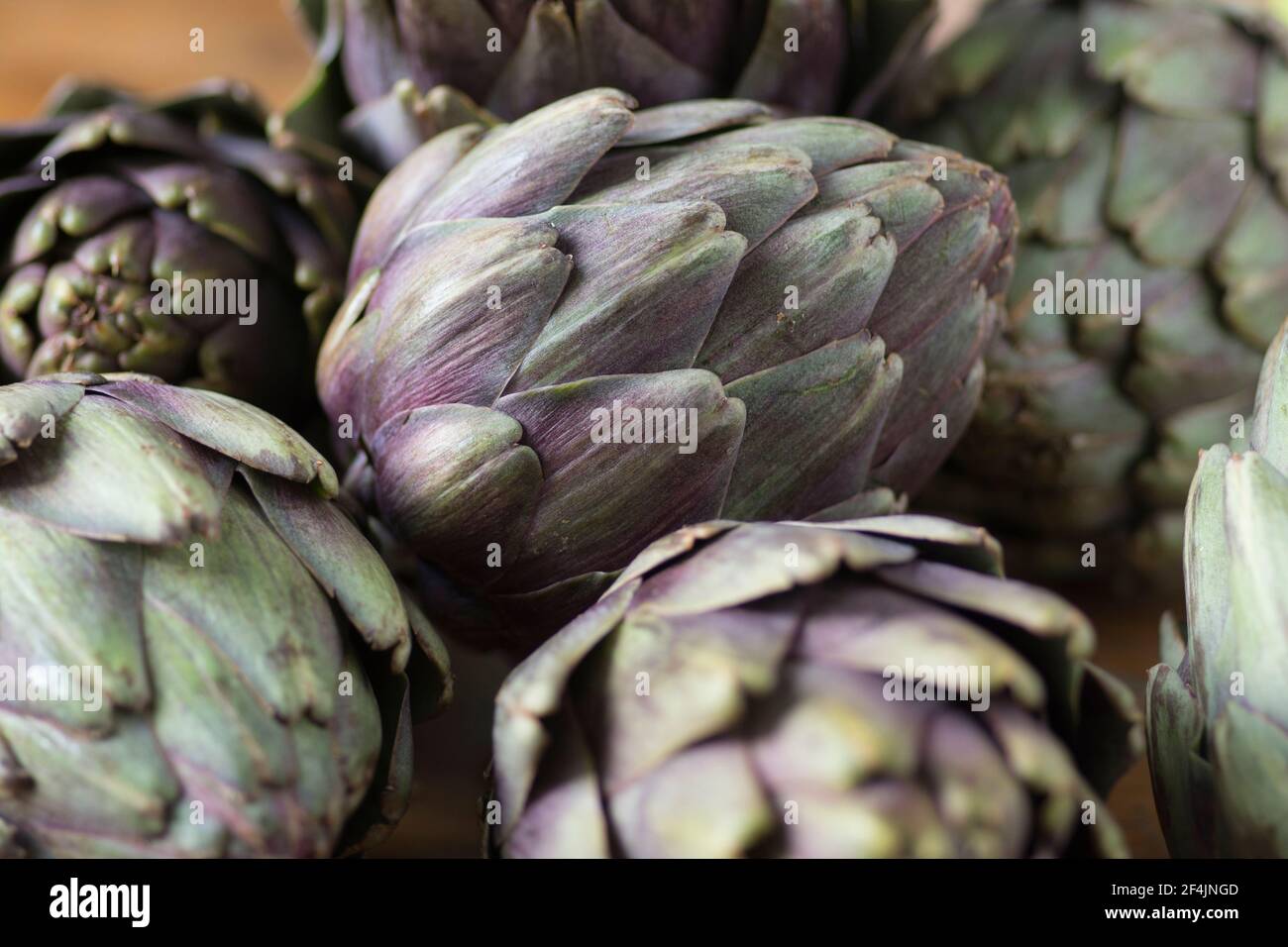 Bellissimi carciofi Globe (Cynara cardunculus var. Scolymus), conosciuti anche con i nomi di carciofi francesi e carciofi verdi, nei colori del verde e del pu Foto Stock