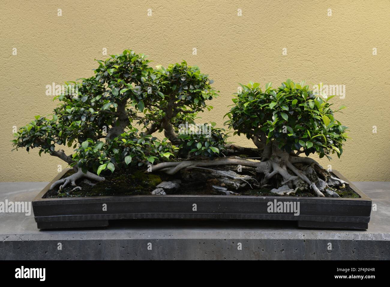 Bonsai: Banyan cinese Foto Stock