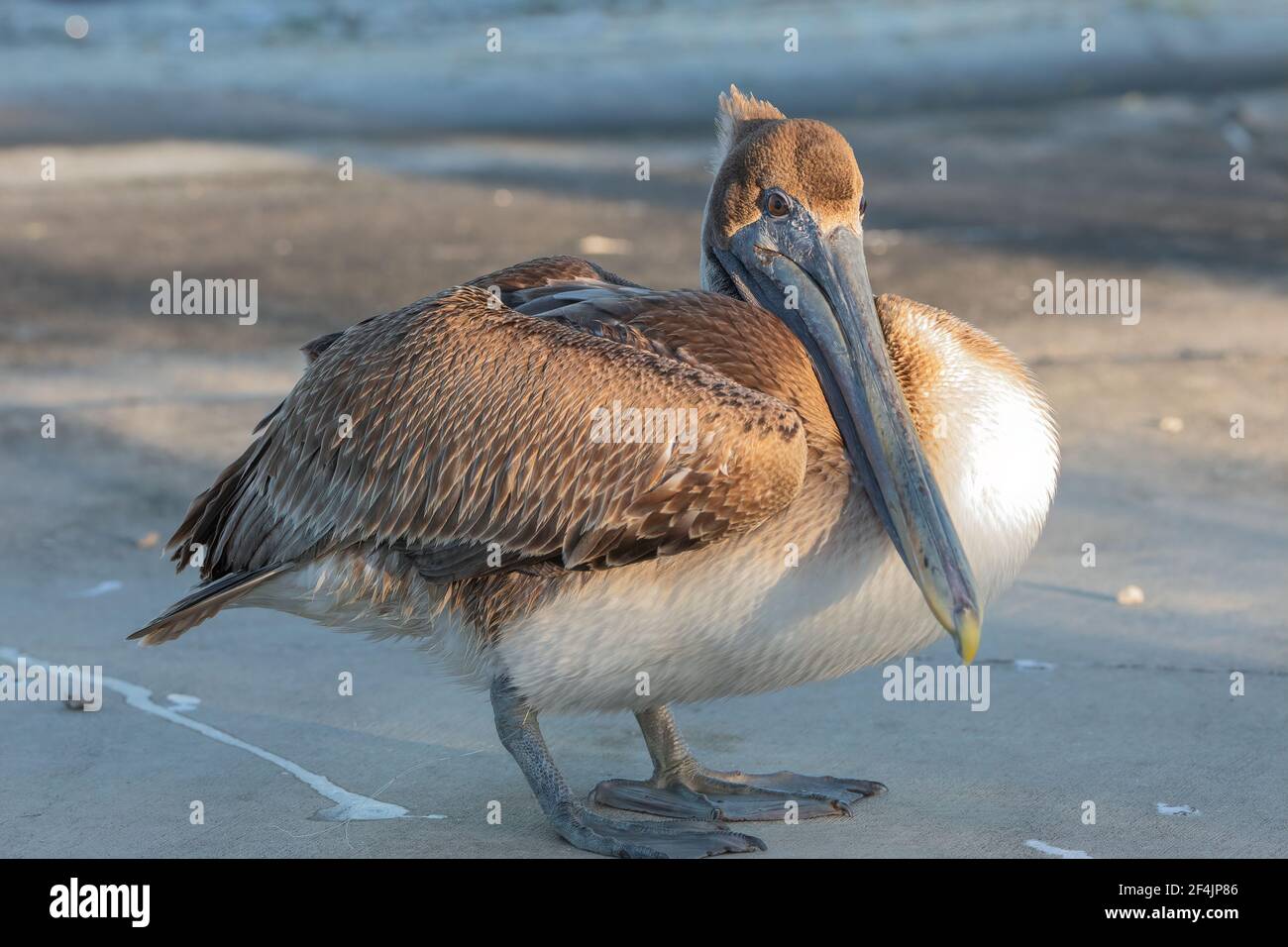 Pelicano bruno giovanile con un gancio di pesce nella sua gamba In piedi sulla diga presso il fiume Guana Foto Stock