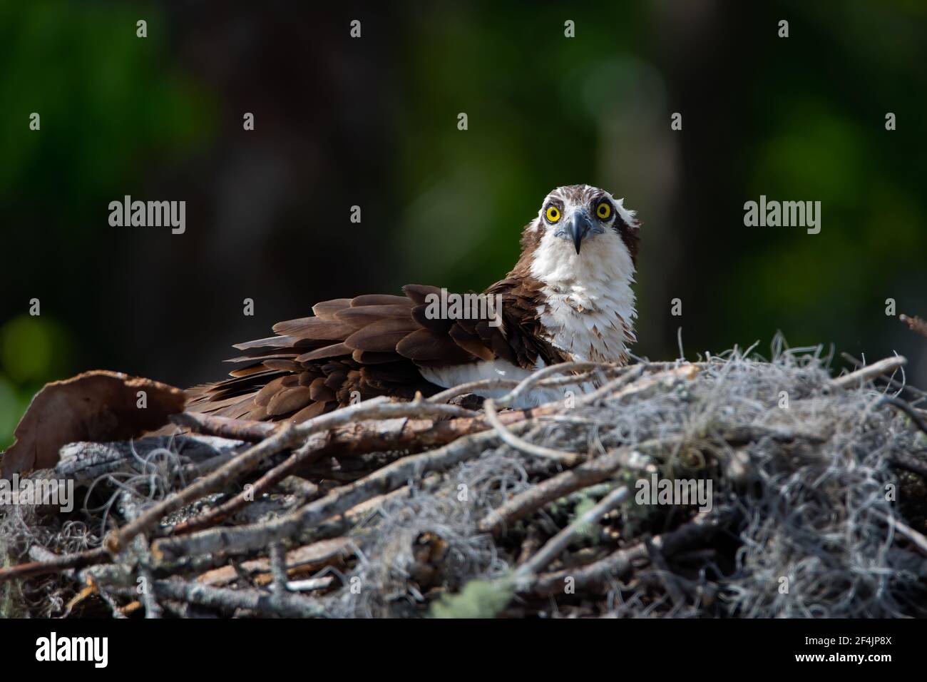 Giovane falco in un nido guardando la macchina fotografica. Foto Stock