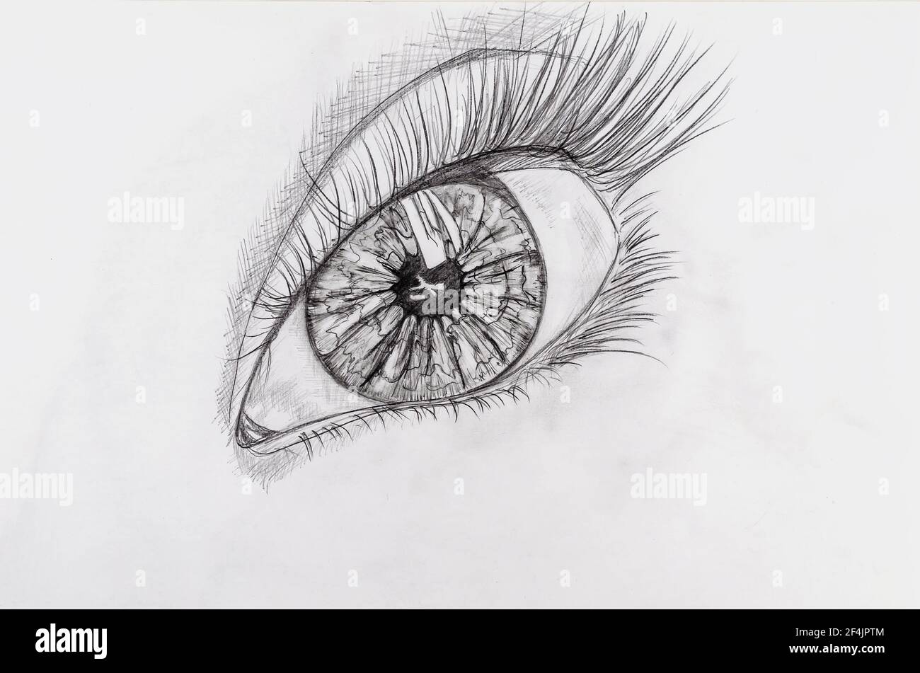 Disegno a matita di un occhio femminile su carta bianca. Immagine  dettagliata dell'organo di visione. Schizzo monocromatico disegnato a mano.  Art Foto stock - Alamy