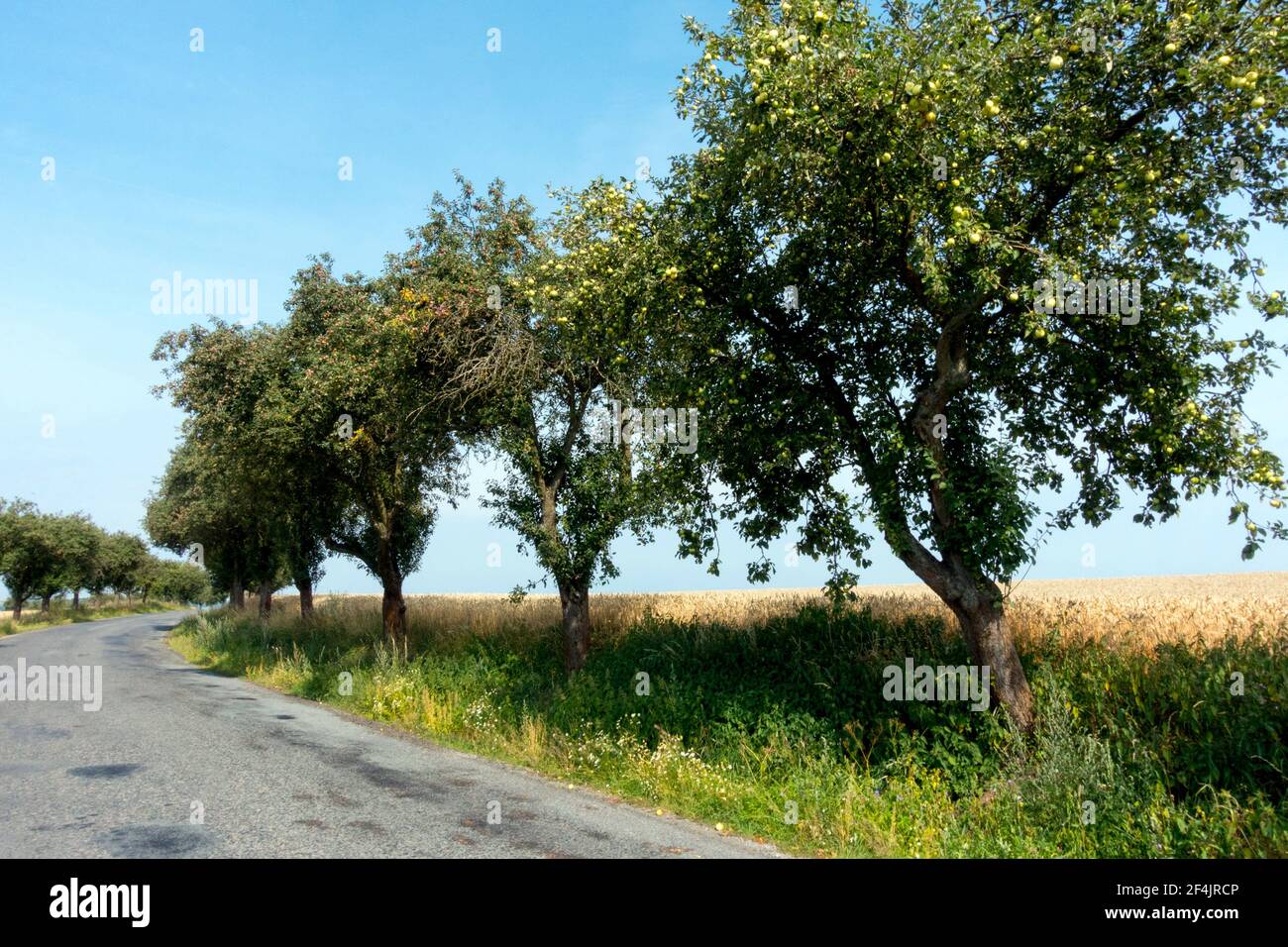 Alberi di mele sulla strada rurale Repubblica Ceca campagna in estate Foto Stock