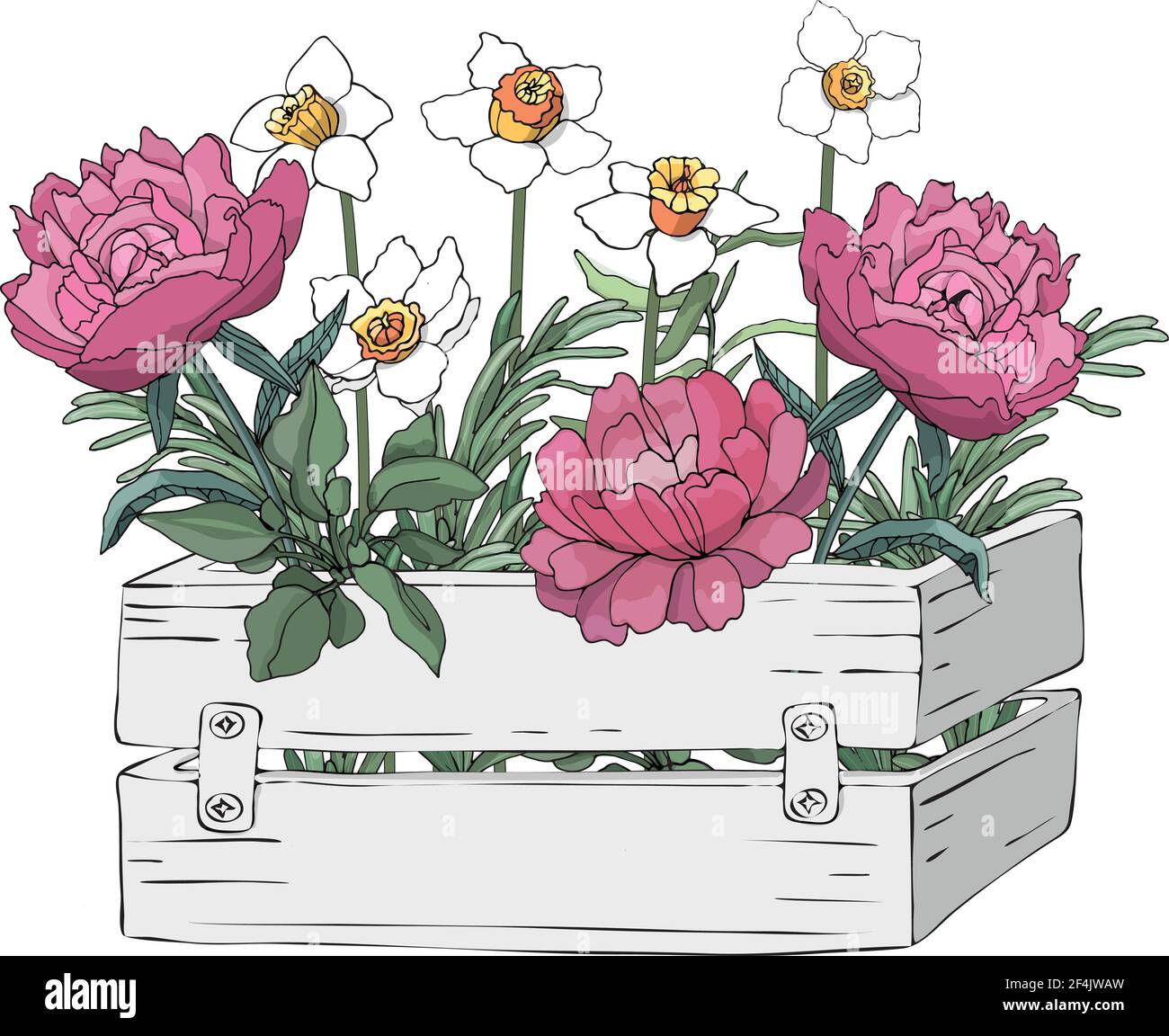 Giardino legno grigio chiaro scatola con fiori di primavera e fattoria erbe di cottura fresco. Pony rosa, narcisi bianche e gialle, rosmarino. Illustrazione Vettoriale