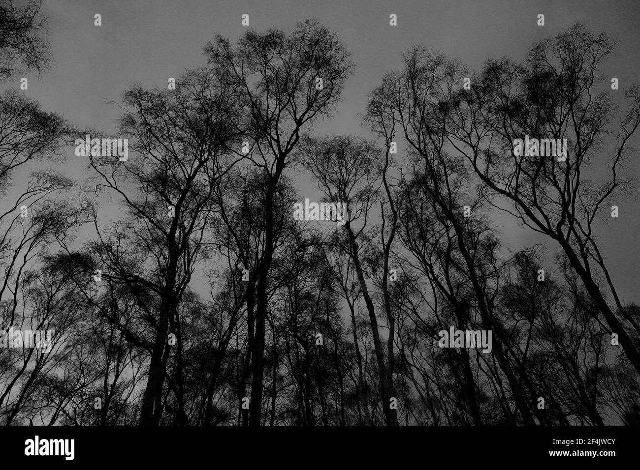 Terreno boscoso ghiacciato a Holme Fen, il terreno più basso della Gran Bretagna, Holme Village, Cambridgeshire, Inghilterra, Regno Unito Foto Stock