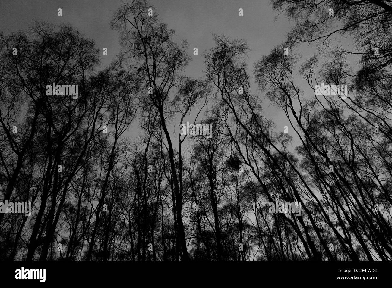 Terreno boscoso ghiacciato a Holme Fen, il terreno più basso della Gran Bretagna, Holme Village, Cambridgeshire, Inghilterra, Regno Unito Foto Stock