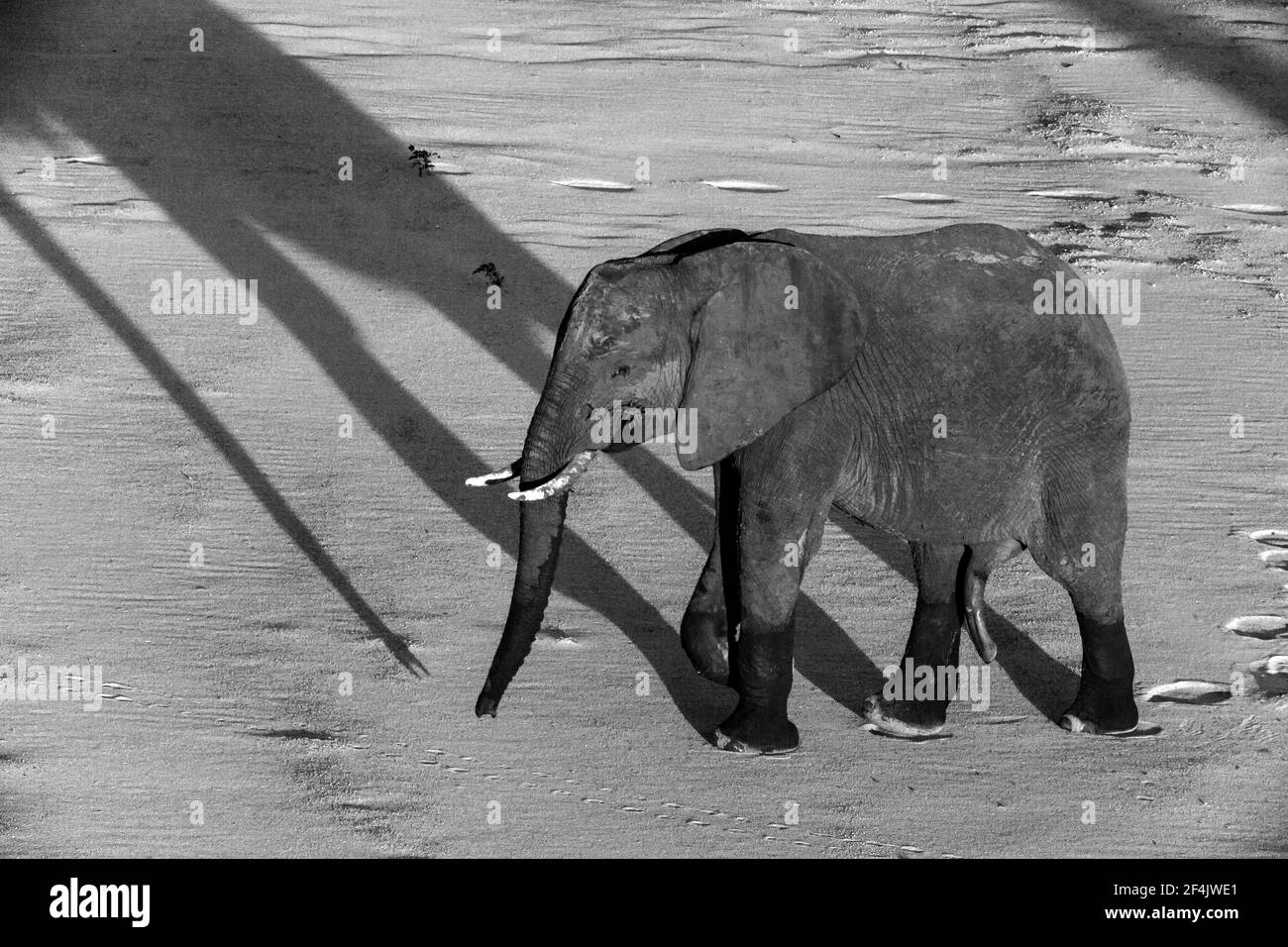 African Elephant Loxodonta africana 13516 BW Foto Stock