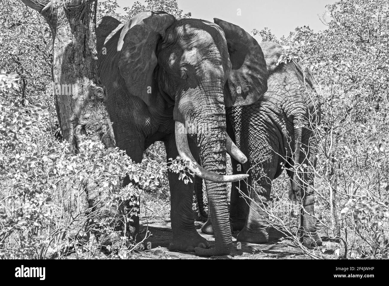 African Elephant Loxodonta africana 13622 BW Foto Stock