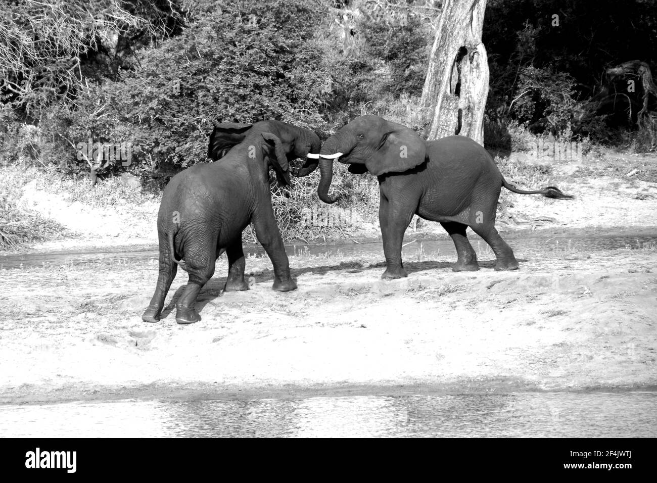 I giovani tori africani di elefante combattono 13667 BW Foto Stock