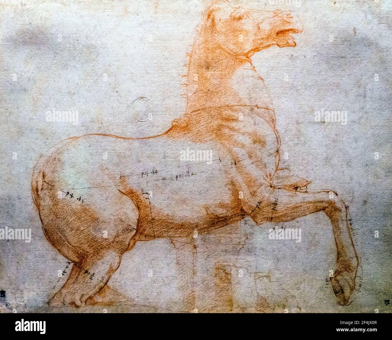 Cavallo dell'antico gruppo dei Dioscuri sulla collina del Quirinall di Raffaello Sanzio conosciuto come Raffaello (1483-1520) circa 1514-1515 gesso rosso, stilo: Misurazione non di Raffaello, penna e inchiostro marrone Foto Stock