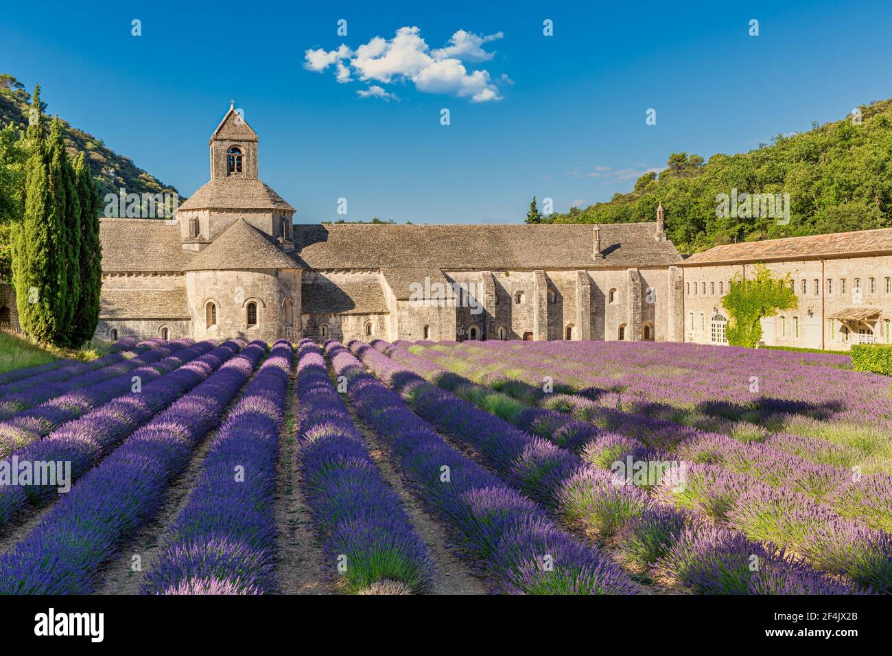 La romanica Abbazia Cistercense di Notre Dame di Senanque impostato tra la fioritura di campi di lavanda, vicino a Gordes, Provenza, Francia Foto Stock