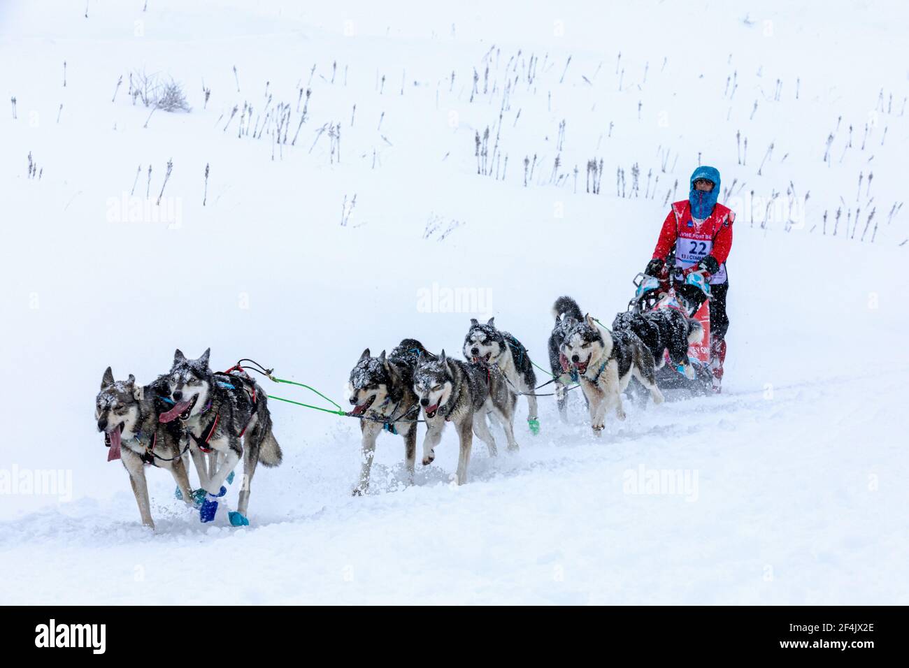 Partecipante al La Grande Odyssée Savoie Mont Blanc Sled Dog Race, Praz de Lys Sommand, Auvergne-Rhône-Alpes, Francia Foto Stock