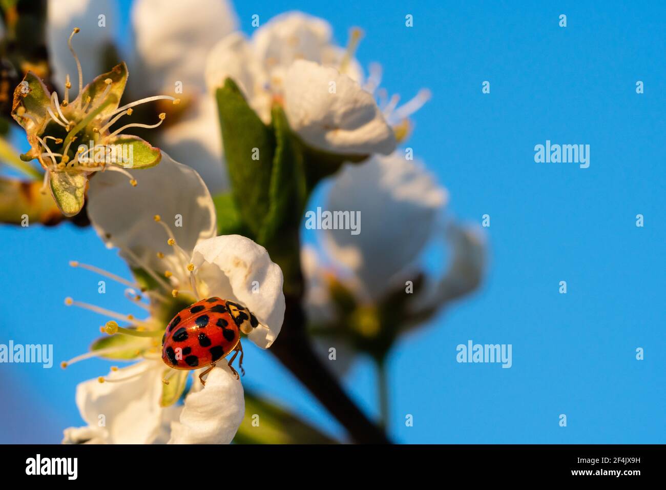 Ladybug su un fiore di ciliegi al sole. Insetti vivono su polline da fiori. I Ladybugs sono ecologicamente importanti e considerati fortunati fascino. Foto Stock