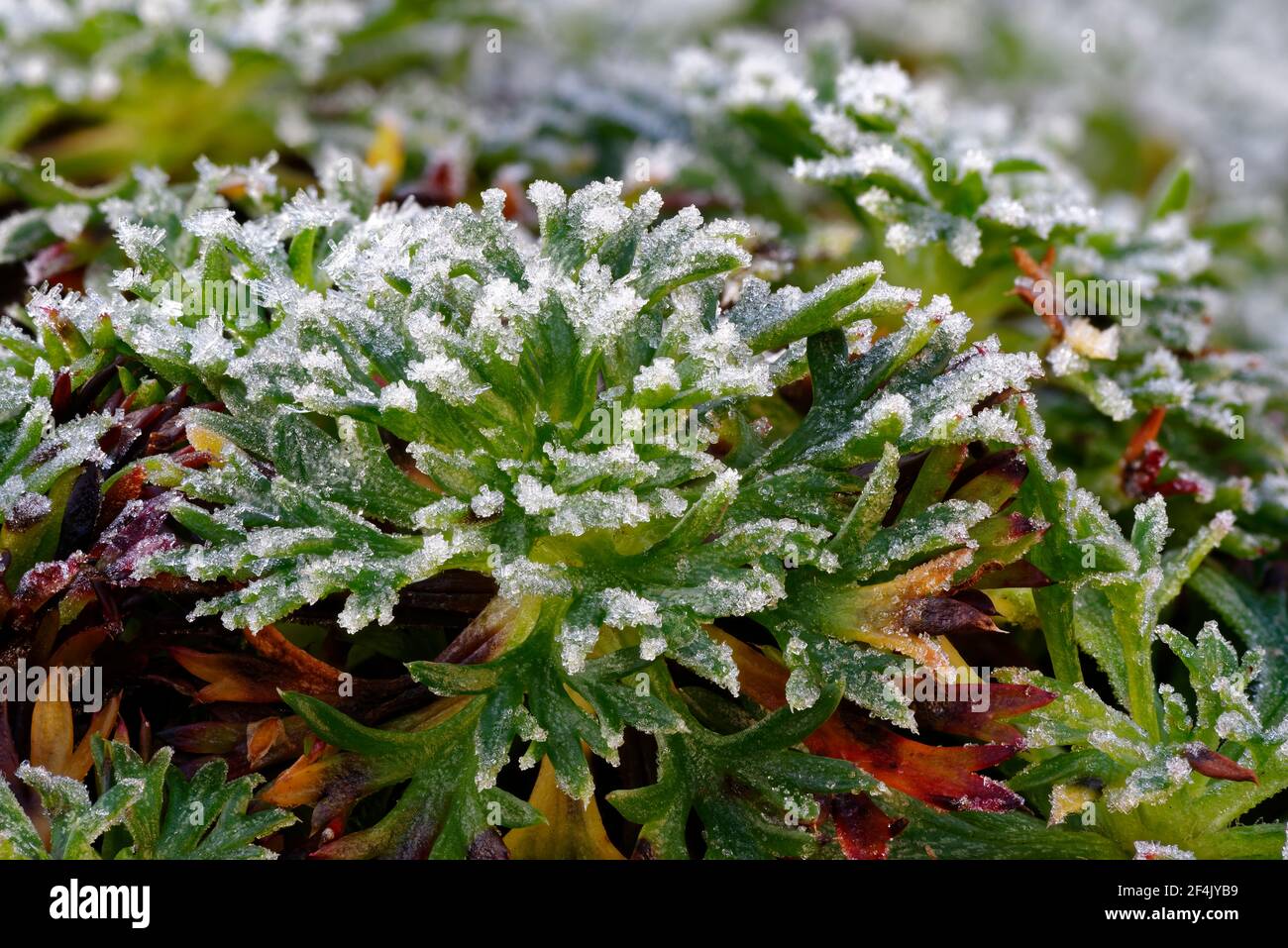 Gelo su foglie di Saxafrage, giorno di Natale Foto Stock
