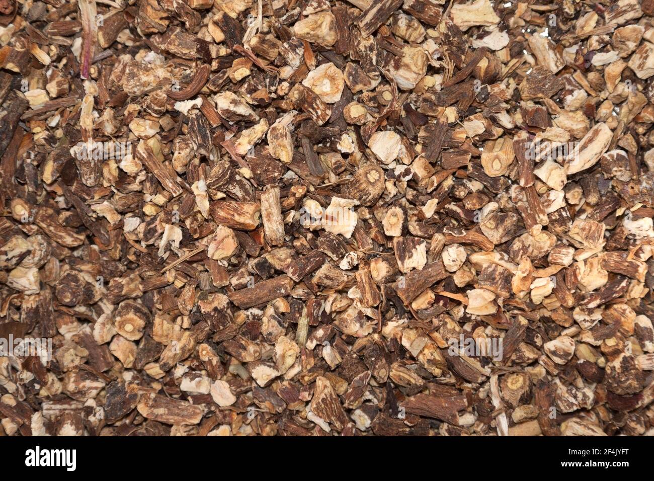 Tè, radici di Taraxacum Foto Stock