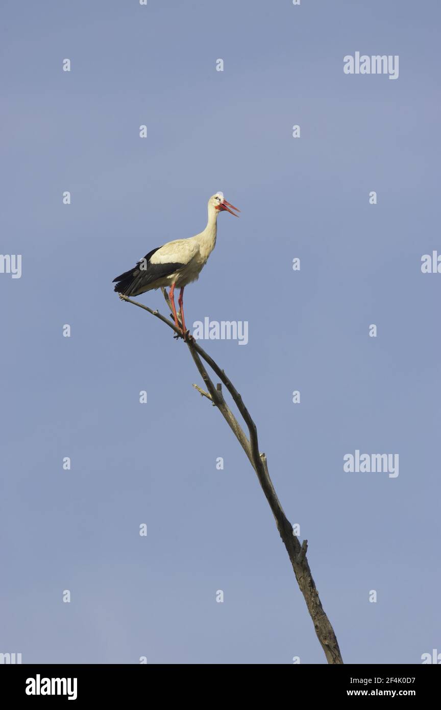 Cicogna bianca (Ciconia ciconia) Extramadura, Spagna BI002879 Foto Stock